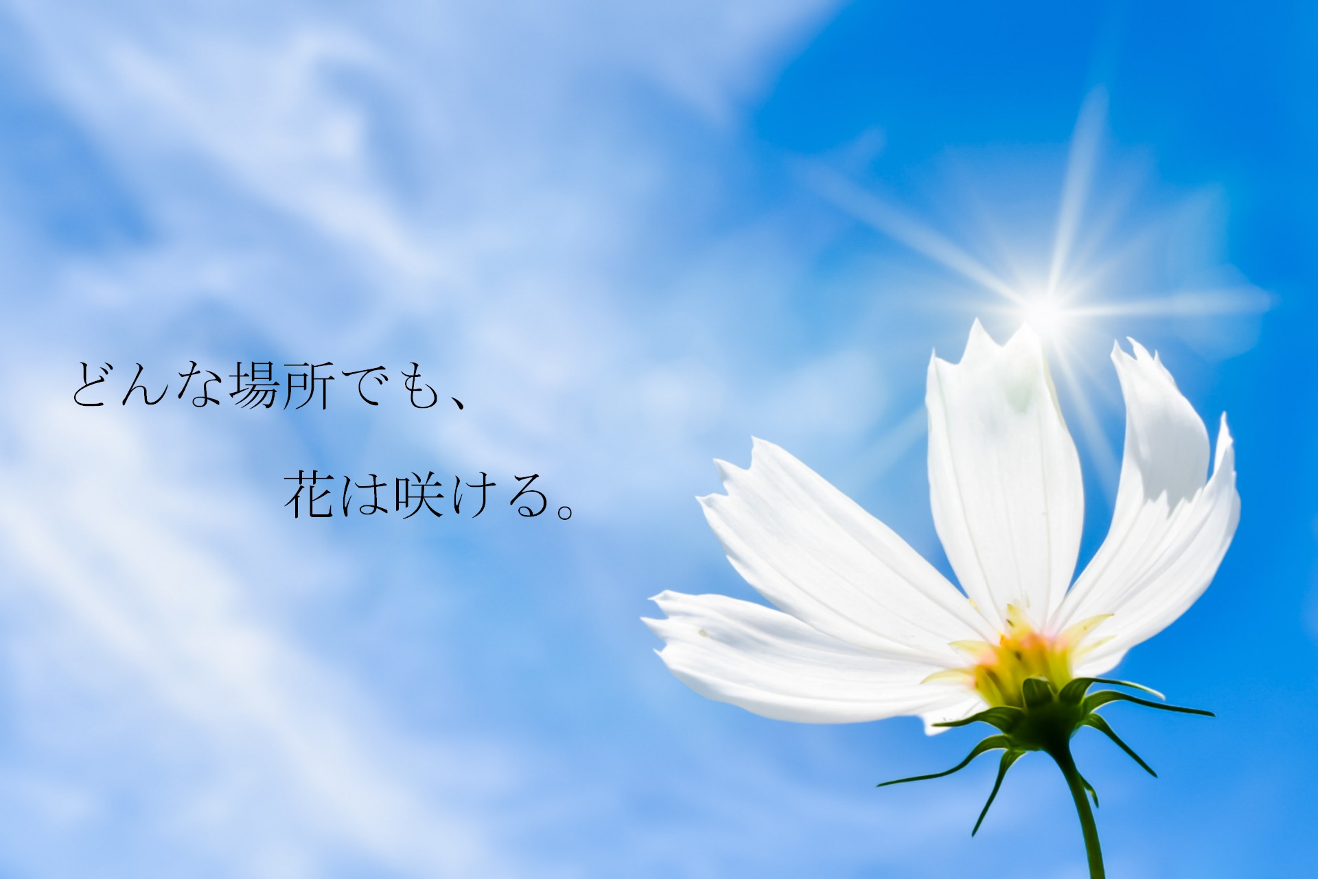 言葉の壁紙 どんな場所でも花は咲ける 良い言葉 ポエム スマホ なんかの 待ち受け にどうぞ